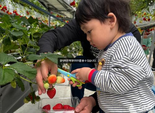 켄싱턴호텔앤리조트, 딸기 농장 체험 패키지 출시