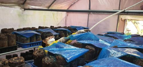 [밀알복지관] 2021년도 6월 버섯재배  마무리  봉사활동